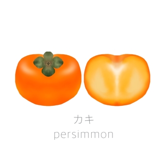 柿　種無し　果物　フルーツ 柿,種無し,秋,果物,食べ物のイラスト素材