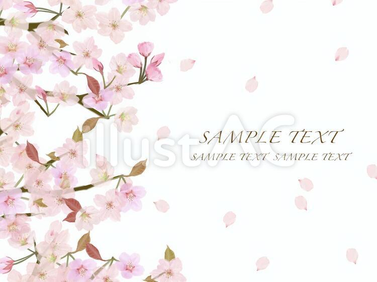 春の桜3　背景フレーム・カード 桜,春,４月のイラスト素材