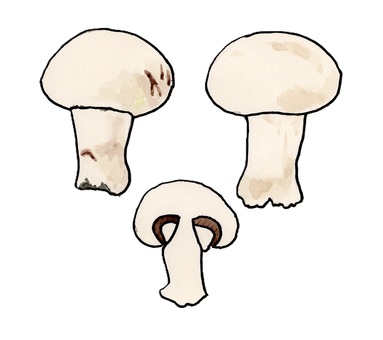 マッシュルーム キノコ,ハラタケ科,菌類,食べ物,食用,植物,胞子のイラスト素材