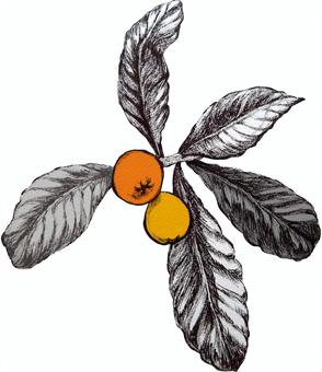 Illustration, fruit, plant, early summer, JPG