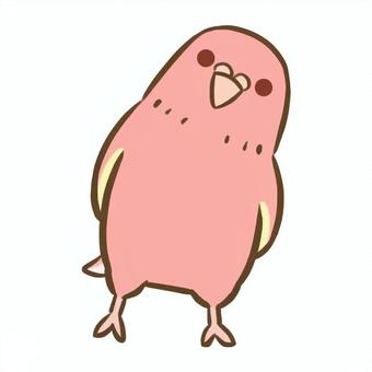 アキクサインコ4（ルビノー） アキクサインコ,インコ,鳥,ペット,デフォルメ,生き物,動物,かわいい,アイコンのイラスト素材