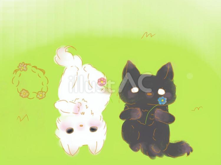 白猫と黒猫 白猫,黒猫,春のイラスト素材