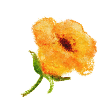 小さな黄色い花 色鉛筆,黄色,可愛い,花,手描きのイラスト素材