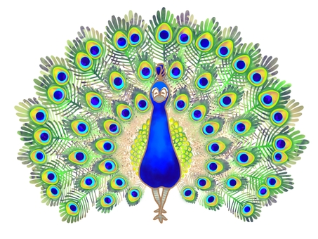 Illustration, peacock, bird, feather, 
