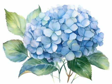 水色の紫陽花