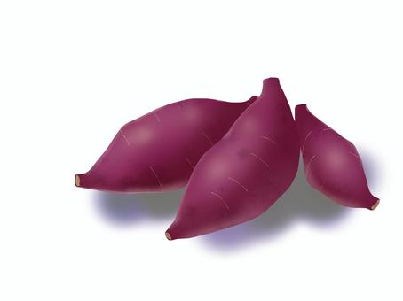 サツマイモ 秋,10月,芋,秋の味覚,畑,焼き芋,美味しい,リアルのイラスト素材