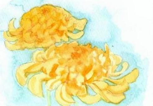 黄色の菊 手描き,水彩画,菊,黄色,秋のイラスト素材