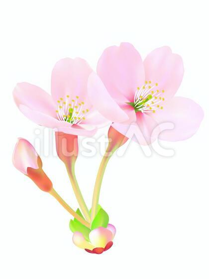 0004_桜の花