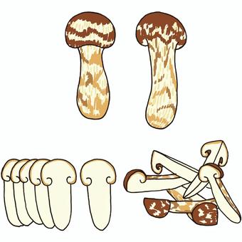 松茸 まつたけ,マツタケ,きのこ,旬,切る,断面,薄切り,スライス,細切り,カットのイラスト素材