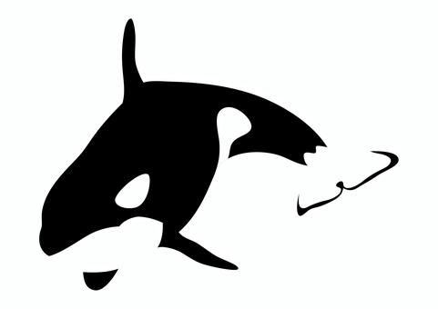 シャチ2 シャチ,オルカ,哺乳類,生き物,海洋生物,動物園,水族館,エコーロケーション,汎存種,海のイラスト素材