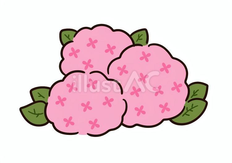 かわいいあじさいの花　ピンク アジサイ,花,かわいいのイラスト素材