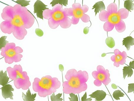 Shu-chiku (Shumayigiku), Shu-chiku (Shumayigiku), autumn chrysanthemum, gui chrysanthemum, flower,