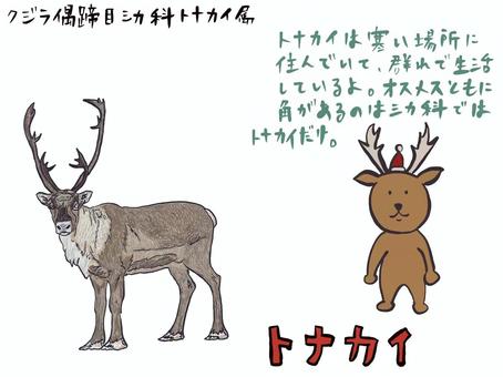 トナカイ トナカイ,動物,クリスマス,冬,生き物のイラスト素材