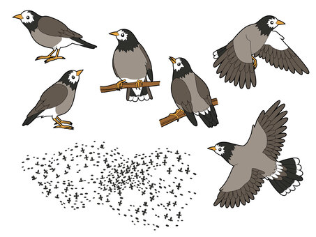 ムクドリ７種 ムクドリ,鳥,野鳥,群れ,大群,かわいい,横顔,背中,止まり木,飛ぶのイラスト素材