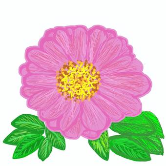 百日草ふんわり 百日草,花,葉,一つ,ピンクのイラスト素材