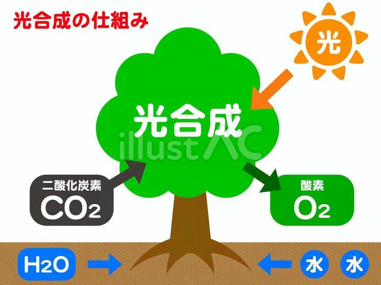 	木と光合成の仕組みの図解イラスト素材2 光合成,木,自然のイラスト素材