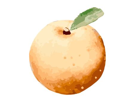 水彩で描いた梨 梨,果物,フルーツ,ナシ,食べ物,デザート,秋,夏,ホール,丸ごとのイラスト素材