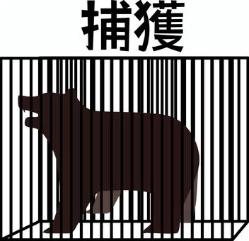 熊捕獲　 熊,檻,捕獲,ヒグマ,猛獣,大型,野生,危険,出没,漢字のイラスト素材