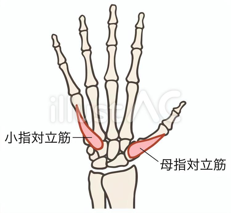 母指対立筋　小指対立筋　手の筋肉 母指対立筋,小指対立筋,母指球筋のイラスト素材