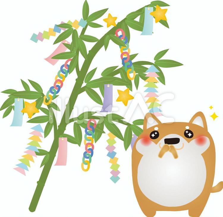 柴犬七夕 犬,七夕,柴犬のイラスト素材