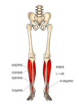 下腿の筋のイラスト ヒラメ筋,腓腹筋,長腓骨筋,短腓骨筋,前脛骨筋,長母趾伸筋,長趾伸筋,筋,筋肉,ガイコツのイラスト素材