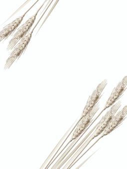 小麦色の麦穂　影なし　mugi007 麦穂,小麦色,リアル,ナチュラル,お洒落,自然,植物,大人っぽい,枠,背景のイラスト素材