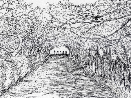 落葉する桜並木 風景画,風景,スケッチ,ペンスケッチ,ペン画,線画,白黒,モノクロ,桜,枝のイラスト素材