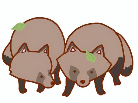たぬき二匹 タヌキ,仲良し,つがい,落ち葉,構える,全身,かわいい,野生動物のイラスト素材