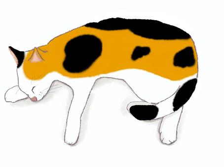 Sleeping calico cat, JPG and PNG Sleeping calico cat, cat, san mao cat, a pet, JPG and PNG