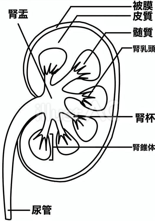 腎臓の各場所の名前　線画 腎臓,腎盂,内部のイラスト素材