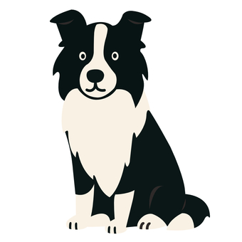 ボーダーコリー 白黒 ボーダーコリー,ホワイト,ブラック,中型犬,もふもふ,動物,犬,ペット,牧羊犬,おすわりのイラスト素材