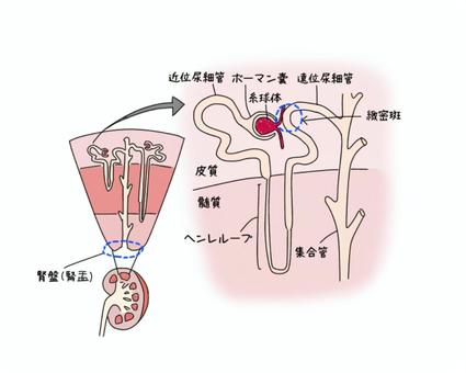 腎臓の解剖図 医療,解剖図,腎臓,尿細管,生理学,イラストのイラスト素材