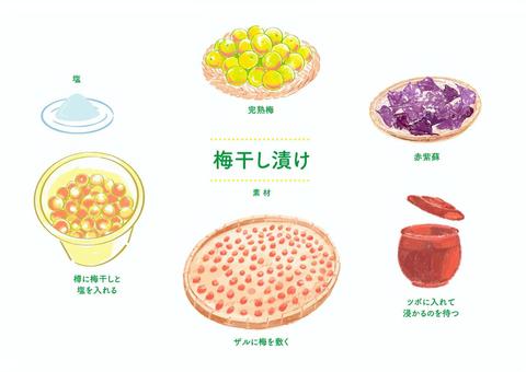 梅干しを作ろうA 梅干しを作ろうA 梅干し,梅,漬物,漬ける,ざる,赤紫蘇,塩,樽,壺,完熟梅のイラスト素材