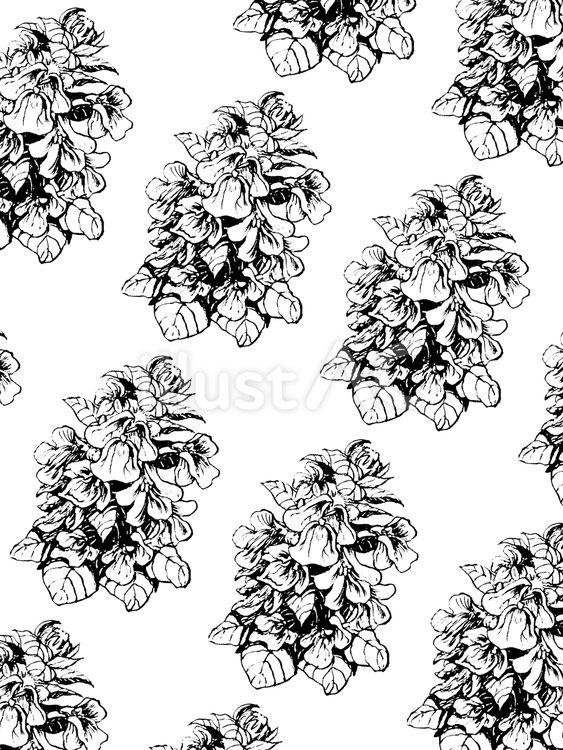 花柄(アジュガ) 花柄,シンプル,線画のイラスト素材