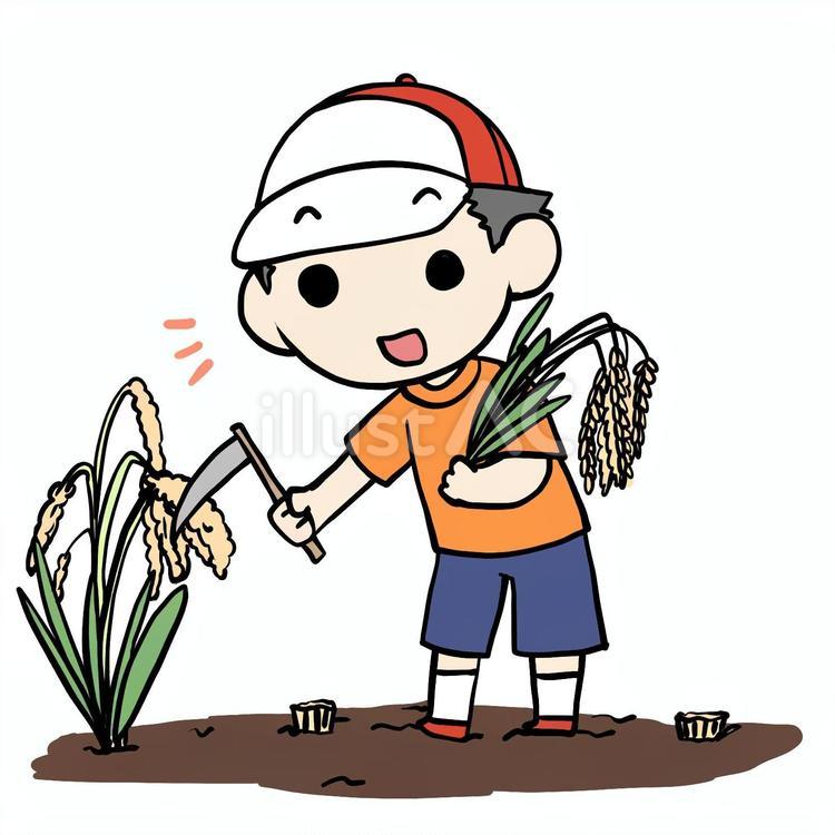 稲刈りする少年 少年,稲刈り,収穫のイラスト素材
