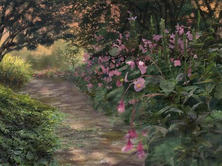 シュウカイドウ 夕方 シュウカイドウ 夕方 シュウカイドウ,花,花壇,庭,木漏れ日,木陰,自然,秋,小径,爽やかのイラスト素材