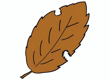 落ち葉　枯れ葉 枯れ葉,枯葉,落ち葉,落葉,葉っぱ,葉,虫食い,植物,秋,秋色のイラスト素材