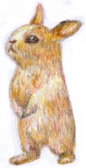 うさぎ（色鉛筆）