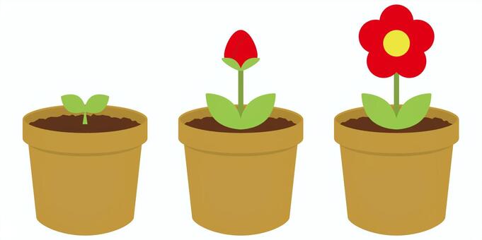 花の成長 花,成長,育つ,植物,自然,鉢,植木鉢,双葉,つぼみ,咲くのイラスト素材