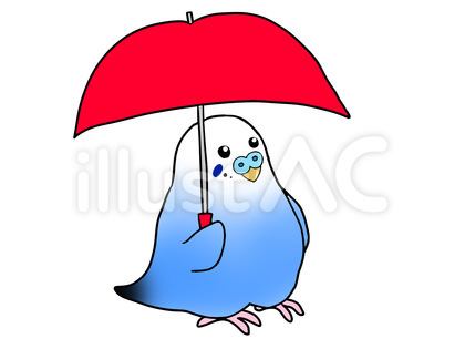 傘をさすセキセイインコ