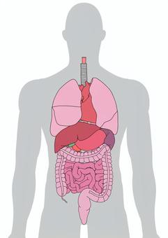 男性人体の内臓 内臓,肺,気管支,食道,胃,肝臓,脾臓,大腸,小腸,結腸のイラスト素材