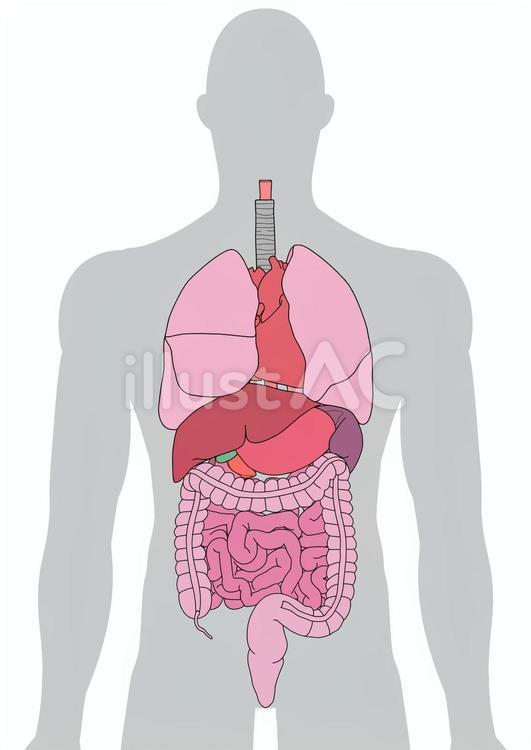 男性人体の内臓 内臓,肺,気管支のイラスト素材