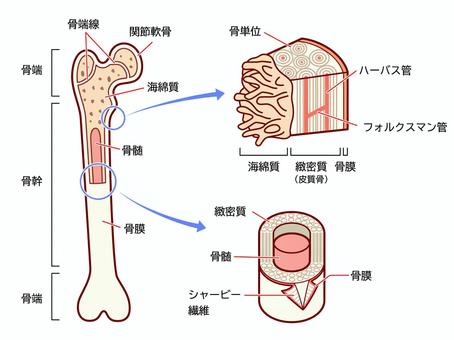 骨の構造のイラストセット 骨,構造,仕組み,中身,内部,長骨,骨格,説明,概説,シンプルのイラスト素材