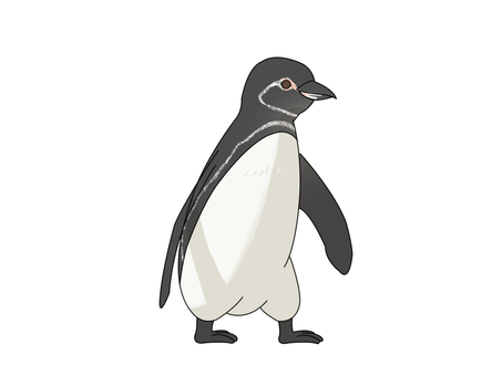 Illustration, pinguin des galapagos, penguin, oiseau, 