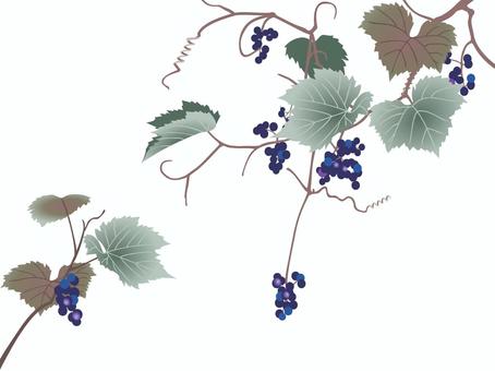 山葡萄 山葡萄 山ぶどう,つる植物,仲秋,季語,歳時記のイラスト素材