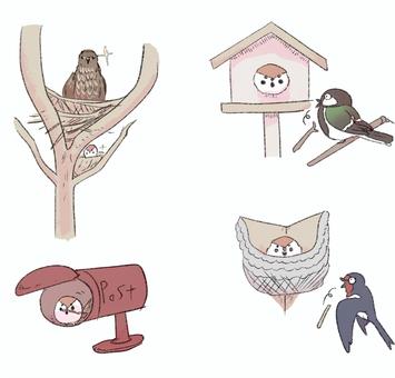 色んな所に巣をつくるスズメ スズメ,シジュウカラ,可愛い,小鳥,巣箱,乗っ取り,トンビ,ポスト,セットのイラスト素材