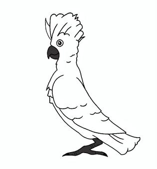 オウム　イラスト オウム,横向き,白色,体毛,黒色,口ばし,足,背景,色なしのイラスト素材