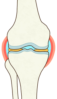 右膝の関節の断面（正面） 膝,右膝,関節,軟骨,大腿骨,脛骨,腓骨,関節液,関節包,滑膜のイラスト素材