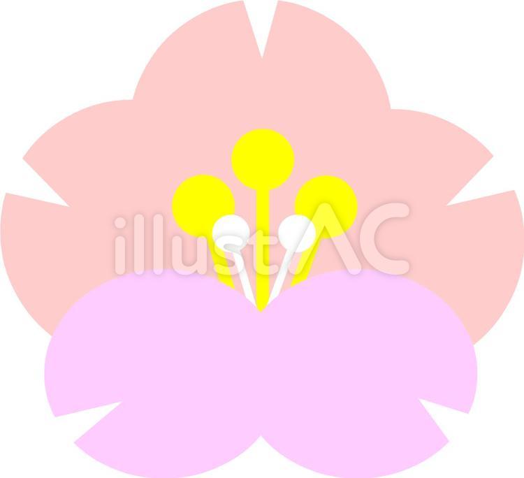 桜 春,桜,植物のイラスト素材