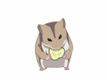 ハムスター（食べる） ジャンガリアンハムスター,ヒメキヌゲネズミ,ドワーフハムスター,ハムスター,動物,食べるのイラスト素材